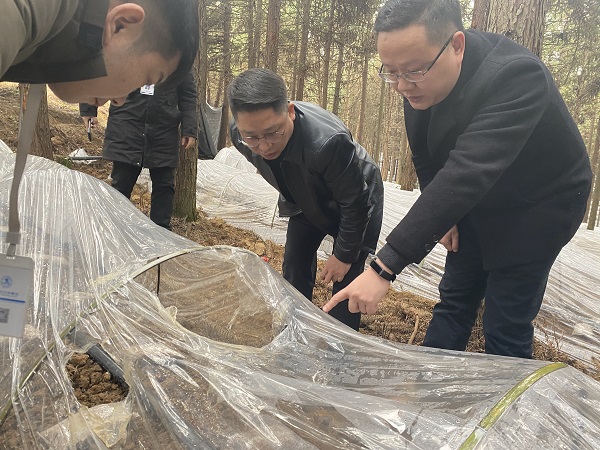 銅仁城交集團黨委委員、副總經(jīng)理趙天勇一行赴石阡縣檢查羊肚菌基地種植情況